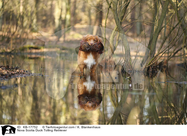 Nova Scotia Duck Tolling Retriever / Nova Scotia Duck Tolling Retriever / KB-17752