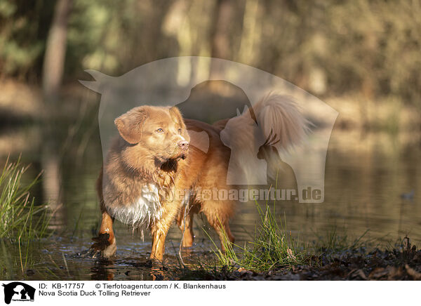 Nova Scotia Duck Tolling Retriever / Nova Scotia Duck Tolling Retriever / KB-17757