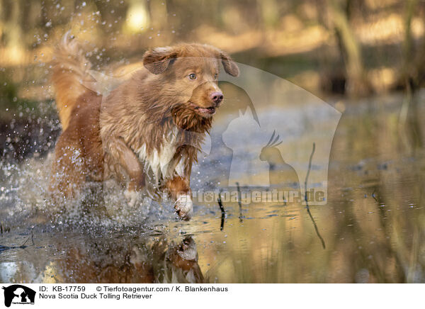 Nova Scotia Duck Tolling Retriever / Nova Scotia Duck Tolling Retriever / KB-17759