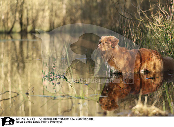 Nova Scotia Duck Tolling Retriever / Nova Scotia Duck Tolling Retriever / KB-17764