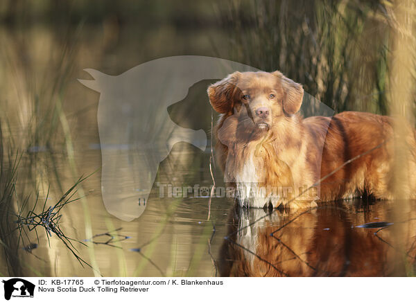 Nova Scotia Duck Tolling Retriever / Nova Scotia Duck Tolling Retriever / KB-17765