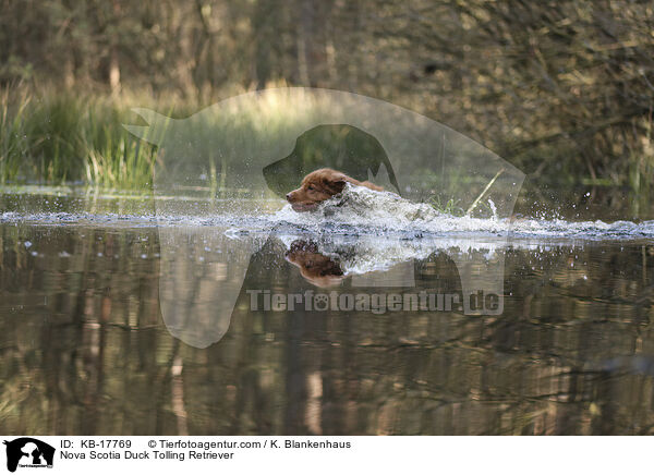 Nova Scotia Duck Tolling Retriever / Nova Scotia Duck Tolling Retriever / KB-17769