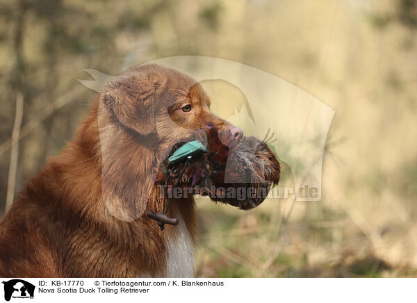 Nova Scotia Duck Tolling Retriever / Nova Scotia Duck Tolling Retriever / KB-17770