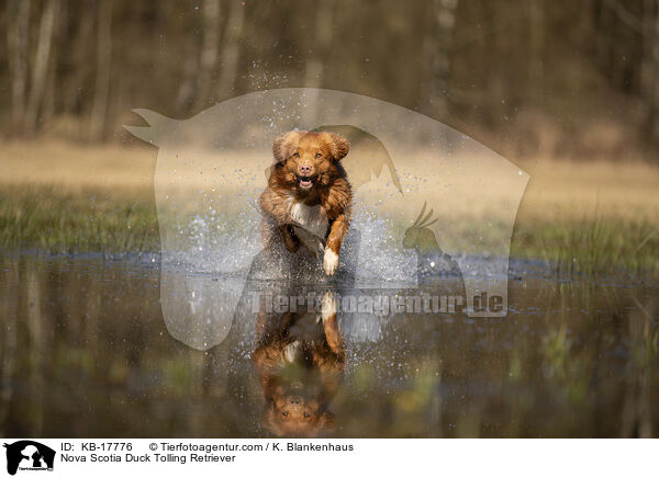 Nova Scotia Duck Tolling Retriever / Nova Scotia Duck Tolling Retriever / KB-17776