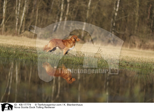 Nova Scotia Duck Tolling Retriever / Nova Scotia Duck Tolling Retriever / KB-17779