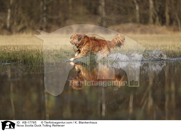 Nova Scotia Duck Tolling Retriever / Nova Scotia Duck Tolling Retriever / KB-17785