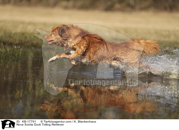Nova Scotia Duck Tolling Retriever / Nova Scotia Duck Tolling Retriever / KB-17791