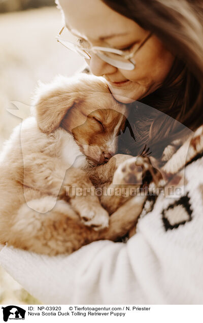 Nova Scotia Duck Tolling Retriever Welpe / Nova Scotia Duck Tolling Retriever Puppy / NP-03920
