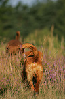 Nova Scotia Duck Tolling Retriever