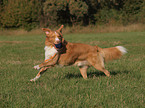 playing Nova Scotia Duck Tolling Retriever