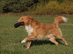 playing Nova Scotia Duck Tolling Retriever