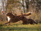 playing Nova Scotia Duck Tolling Retriever