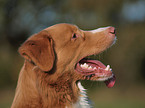 Nova Scotia Duck Tolling Retriever Portrait