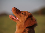 Nova Scotia Duck Tolling Retriever Portrait