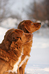 Nova Scotia Duck Tolling Retriever Portrait