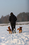 walking with Nova Scotia Duck Tolling Retriever