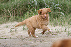 Nova Scotia Duck Tolling Retriever Puppy