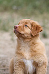 Nova Scotia Duck Tolling Retriever Puppy