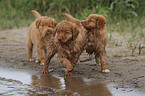 Nova Scotia Duck Tolling Retriever Puppies