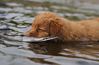 Nova Scotia Duck Tolling Retriever Puppy