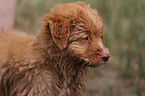 Nova Scotia Duck Tolling Retriever Puppy