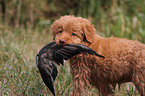 Nova Scotia Duck Tolling Retriever Puppy