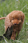 Nova Scotia Duck Tolling Retriever Puppy