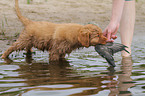 Nova Scotia Duck Tolling Retriever Puppy