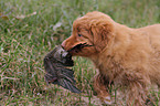 Nova Scotia Duck Tolling Retriever Puppy