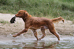 retrieving Nova Scotia Duck Tolling Retriever