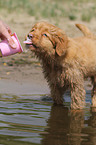 Nova Scotia Duck Tolling Retriever Puppy