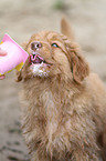 Nova Scotia Duck Tolling Retriever Puppy