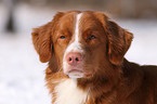 Nova Scotia Duck Tolling Retriever Portrait