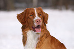 Nova Scotia Duck Tolling Retriever Portrait