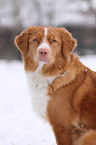 Nova Scotia Duck Tolling Retriever Portrait