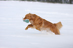 playing Nova Scotia Duck Tolling Retriever