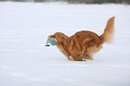 playing Nova Scotia Duck Tolling Retriever