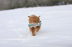 playing Nova Scotia Duck Tolling Retriever