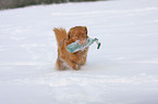 playing Nova Scotia Duck Tolling Retriever