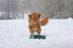 playing Nova Scotia Duck Tolling Retriever