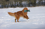 playing Nova Scotia Duck Tolling Retriever