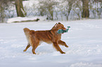 playing Nova Scotia Duck Tolling Retriever