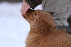 Nova Scotia Duck Tolling Retriever Puppy