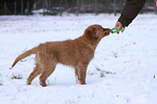 Nova Scotia Duck Tolling Retriever Puppy