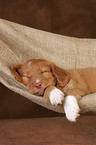 Toller Puppy