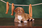 Toller Puppy