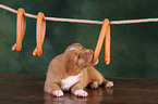 Toller Puppy