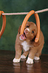 Toller Puppy