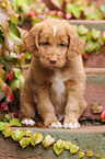 Toller Puppy