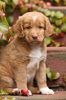 Toller Puppy